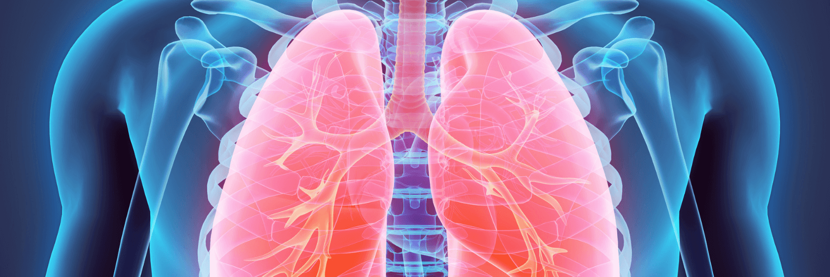 3D illustration of Lungs (Respiratory System)